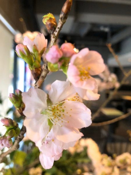 櫻花爛漫盛宴
