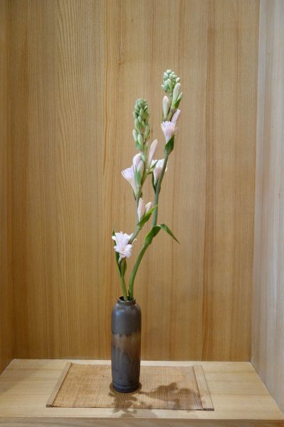 櫻花爛漫盛宴