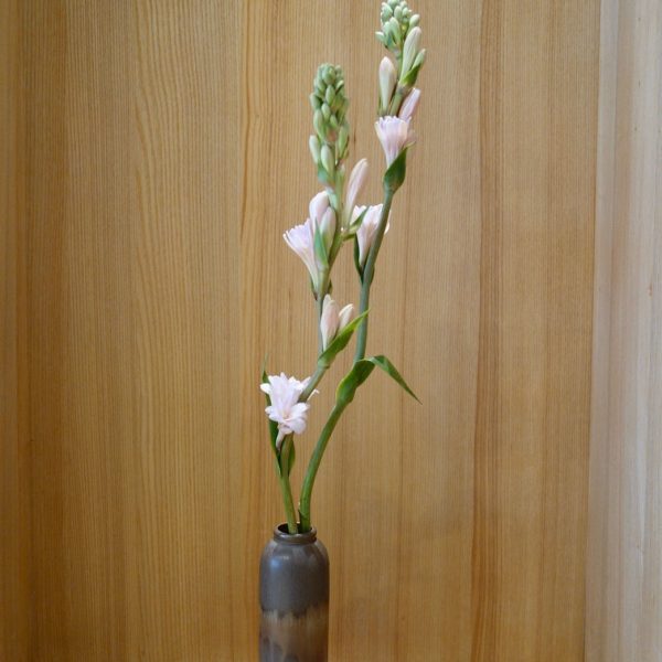 櫻花爛漫盛宴