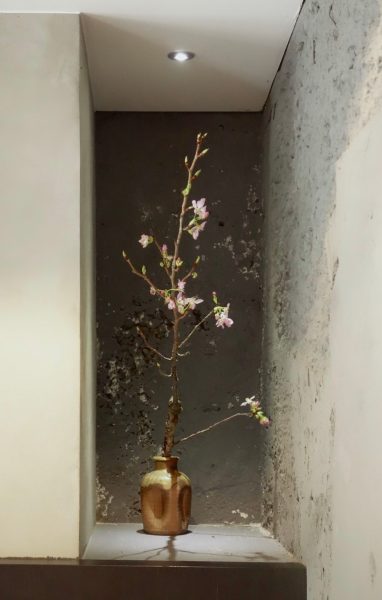 櫻花爛漫盛宴