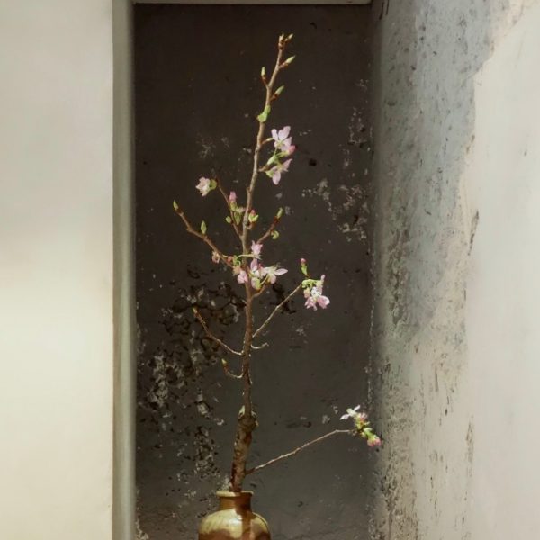 櫻花爛漫盛宴