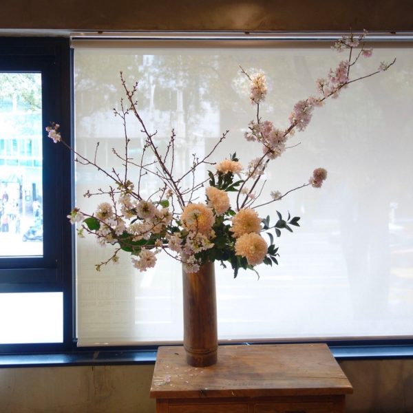 櫻花爛漫盛宴