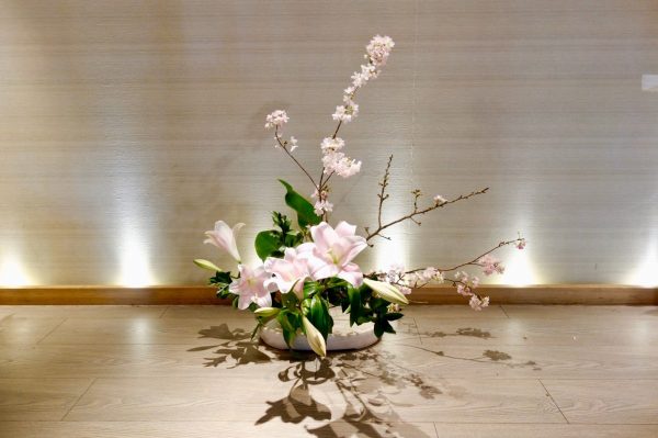 櫻花爛漫盛宴
