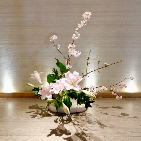 櫻花爛漫盛宴