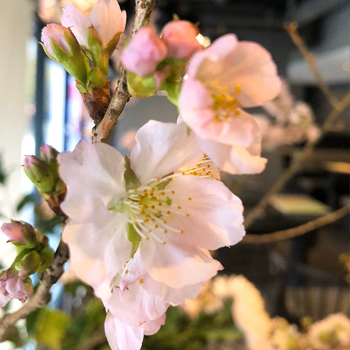櫻花爛漫盛宴