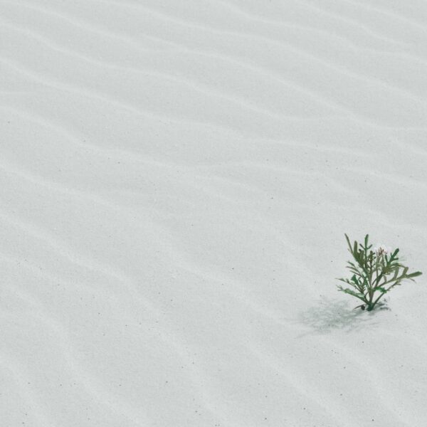 green tree on sand