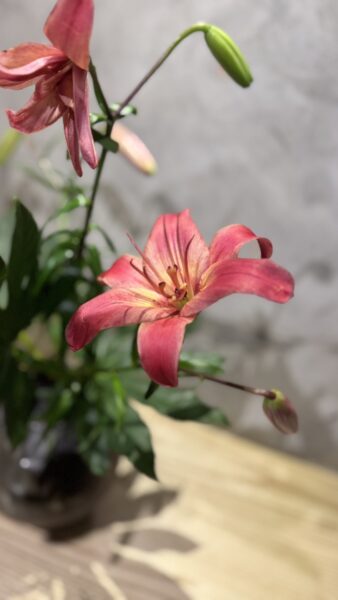 日式花藝、日式插花、店面花藝、花藝設計